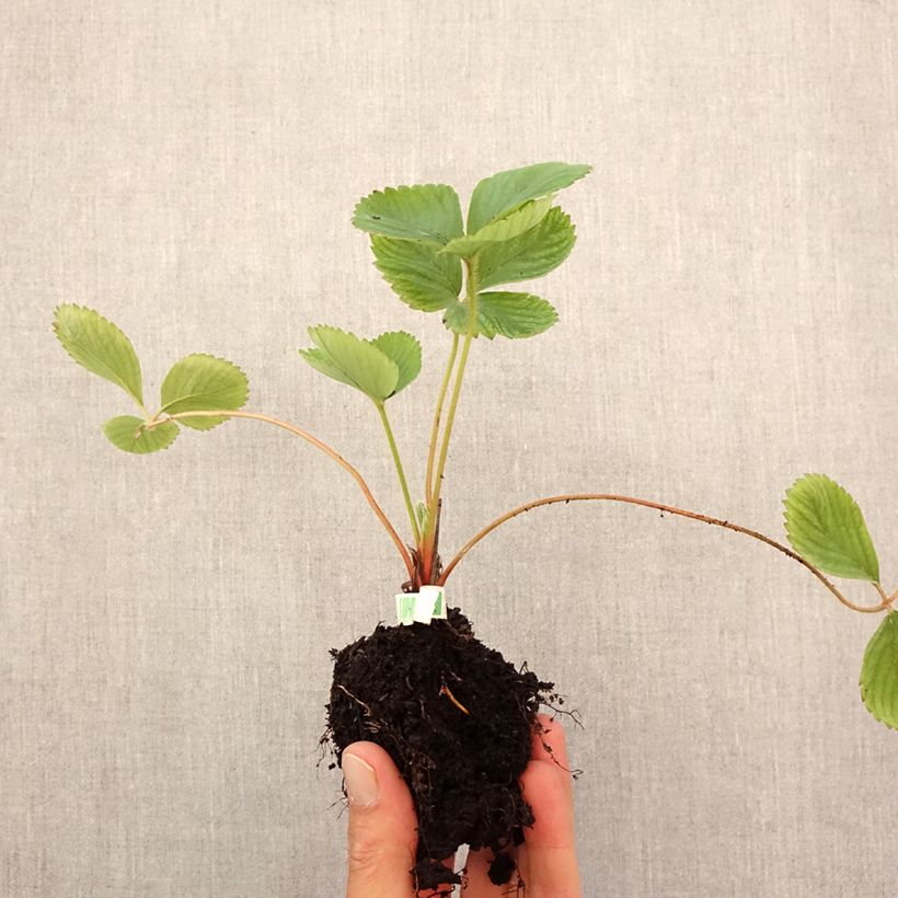 Amostra de Morango Ciflorette (não remontante) Bio Torrão de 5 cm x 7 cm tal como entregue no outono