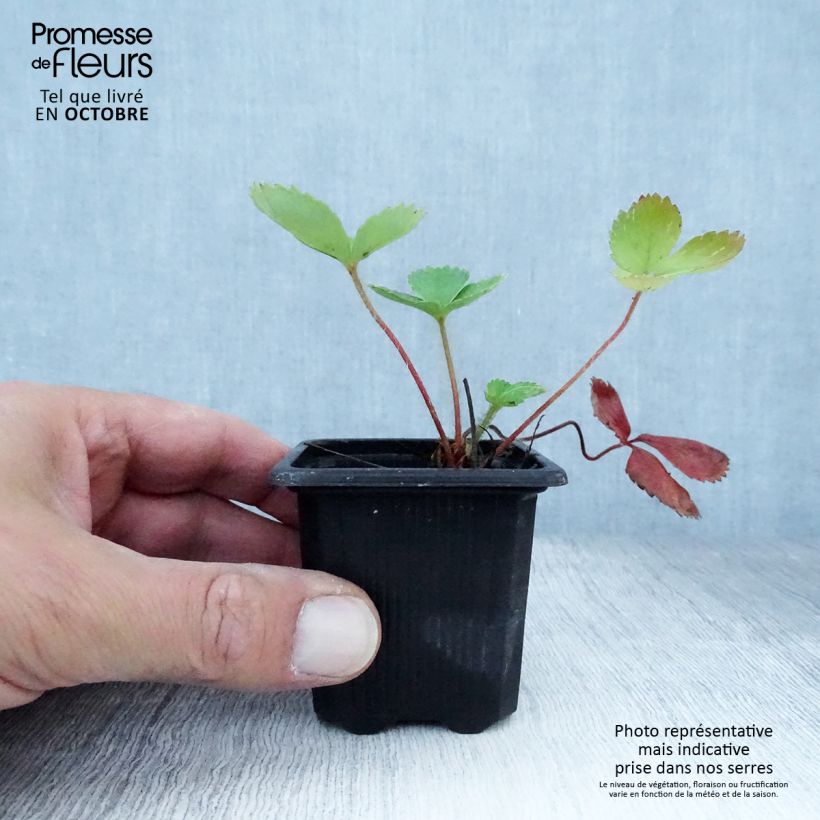 Amostra de Morango Ciflorette (não remontante) Vaso de 7/8 cm tal como entregue no outono