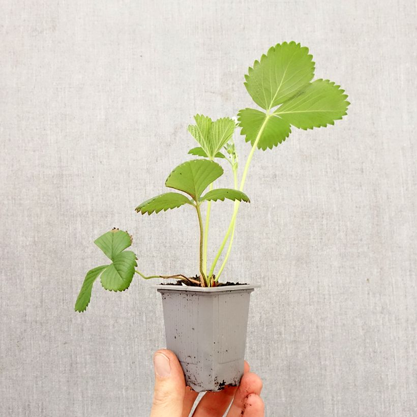 Amostra de Morango Ciflorette (não remontante) Torrão de 4 cm x 4,5 cm tal como entregue na primavera