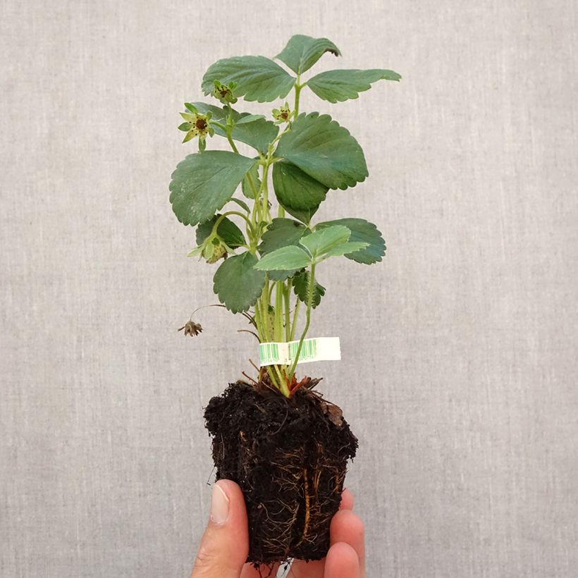 Amostra de Morangueiro Cijosée remontante Bio Torrão de 5 cm x 7 cm tal como entregue no outono