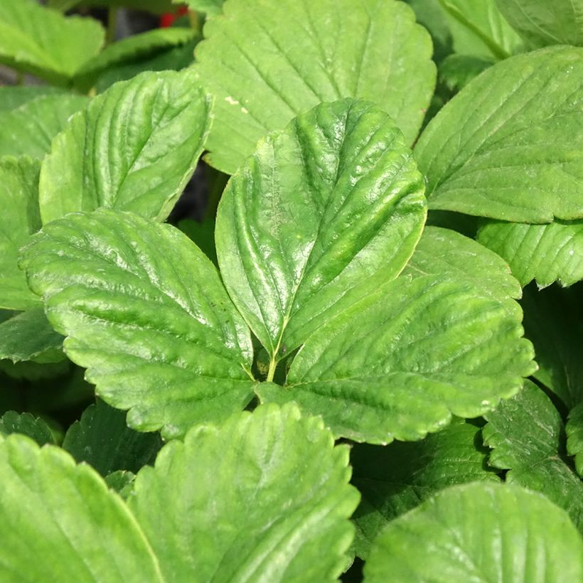 Morangueiro Cijosée remontante (Folhagem)