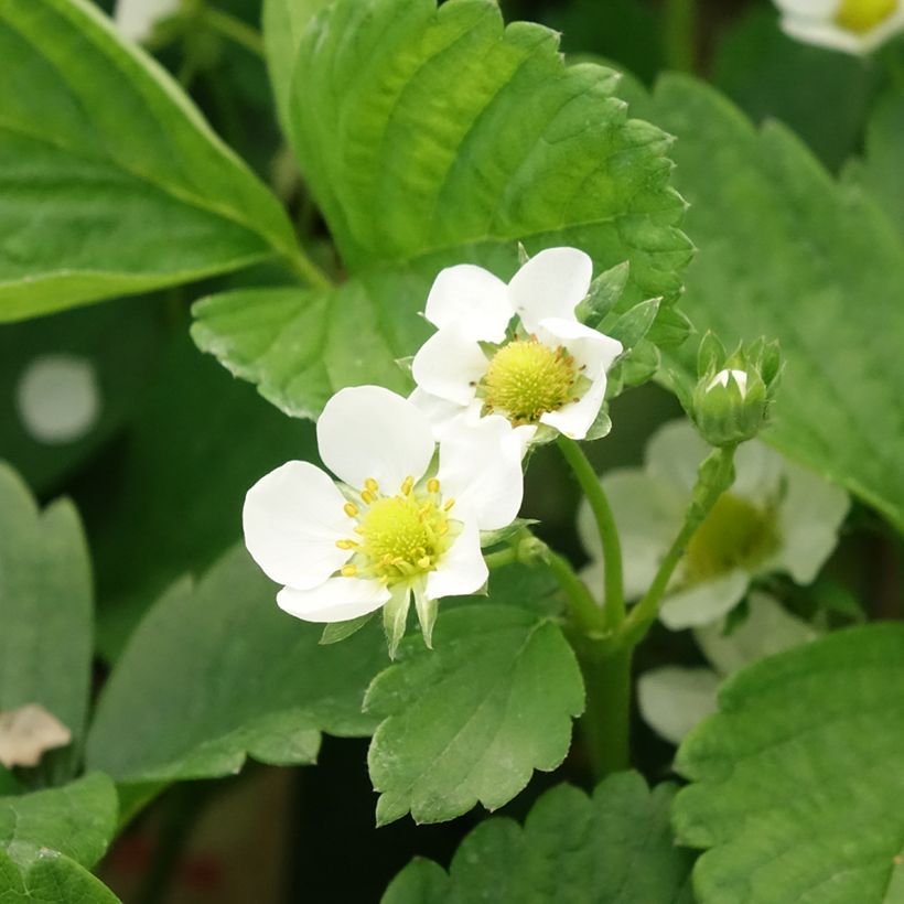 Morangueiro Cijosée remontante (Floração)