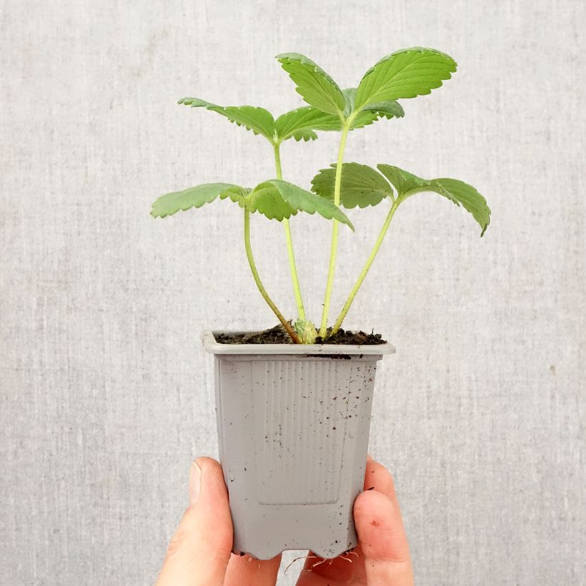 Amostra de Morangueiro Cijosée remontante Torrão de 4 cm x 4,5 cm tal como entregue na primavera