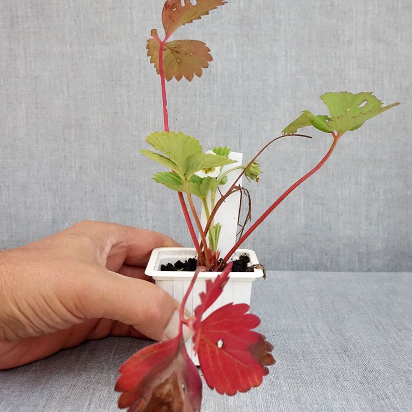 Amostra de Morangueiro Cirano Vaso de 7/8 cm tal como entregue no verão