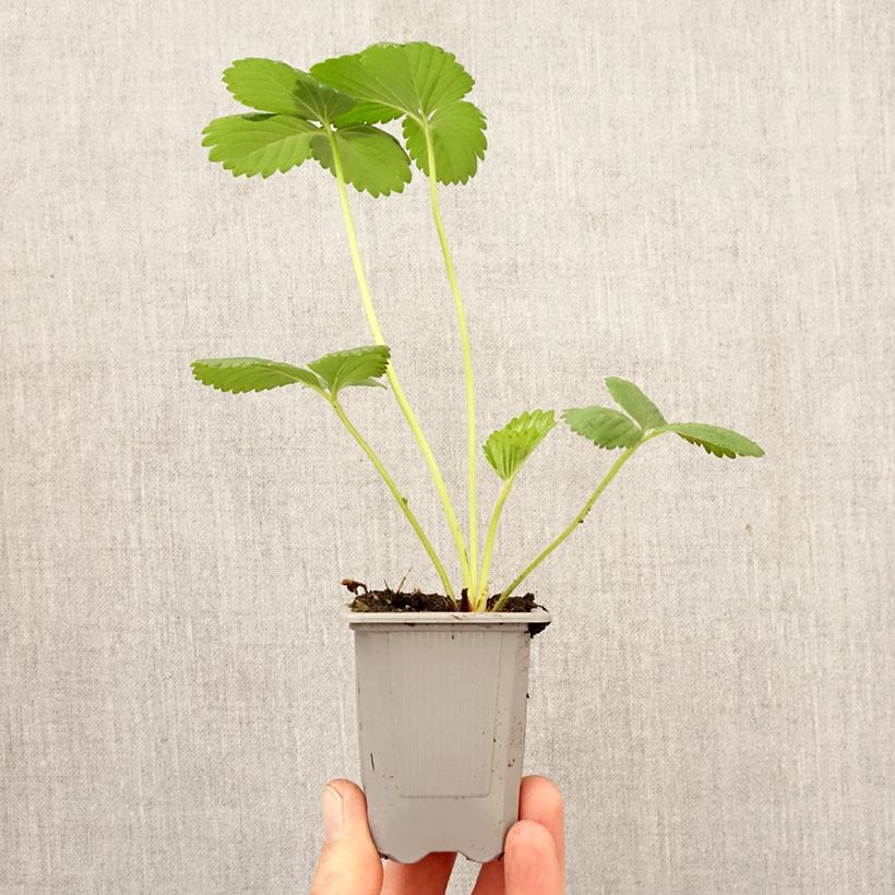 Amostra de Morangueiro Cirano Torrão de 4 cm x 4,5 cm tal como entregue na primavera