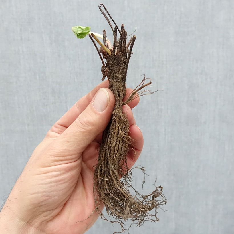 Amostra de Fraisier Cirano Raízes nuas tal como entregue no inverno