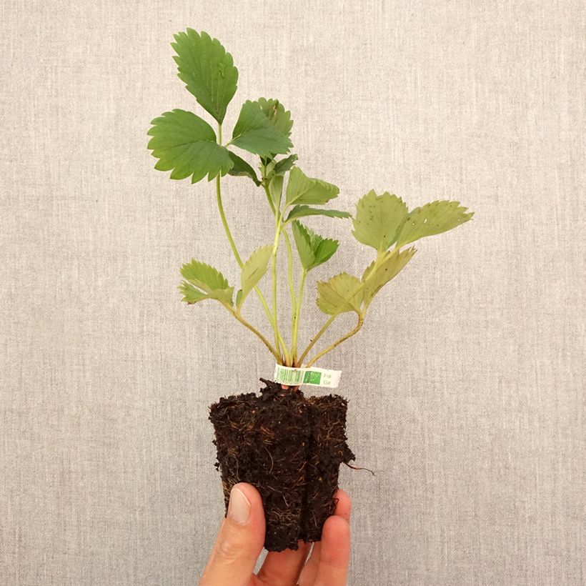 Amostra de Morangueiro Gariguette não remontante Bio Torrão de 5 cm x 7 cm tal como entregue no outono