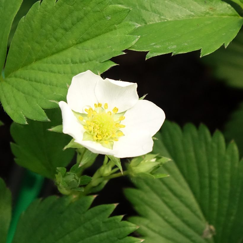 Morangueiro Gariguette não remontante (Floração)