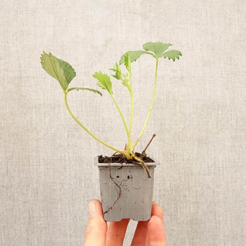 Amostra de Morangueiro Gariguette não remontante Torrão de 4 cm x 4,5 cm tal como entregue na primavera