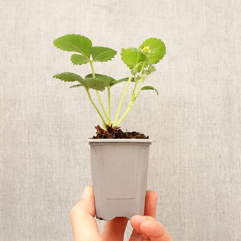 Amostra de Morangueiro Gento remontante Torrão de 4 cm x 4,5 cm tal como entregue na primavera