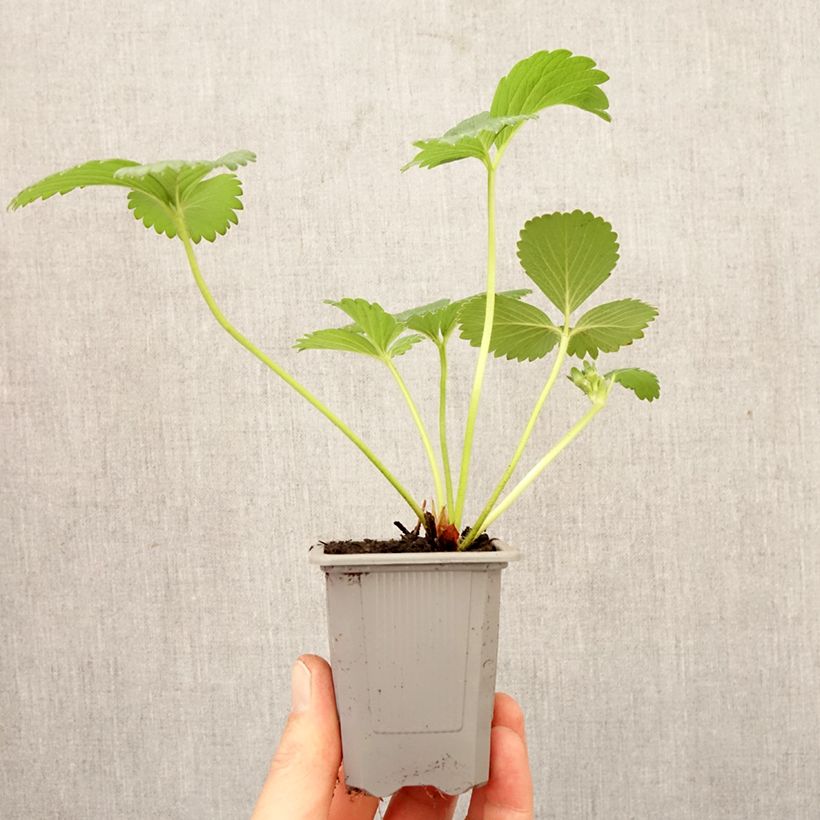 Amostra de Morangueiro Gorella Torrão de 4 cm x 4,5 cm tal como entregue na primavera