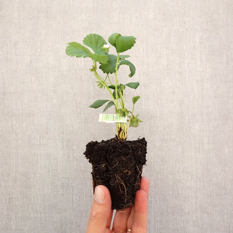 Amostra de Morangueiro silvestre Mara (remontant) Bio Torrão de 5 cm x 7 cm tal como entregue no outono