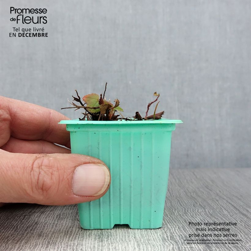 Amostra de Morangueiro Mara des Bois remontante Vaso de 7/8 cm tal como entregue no outono