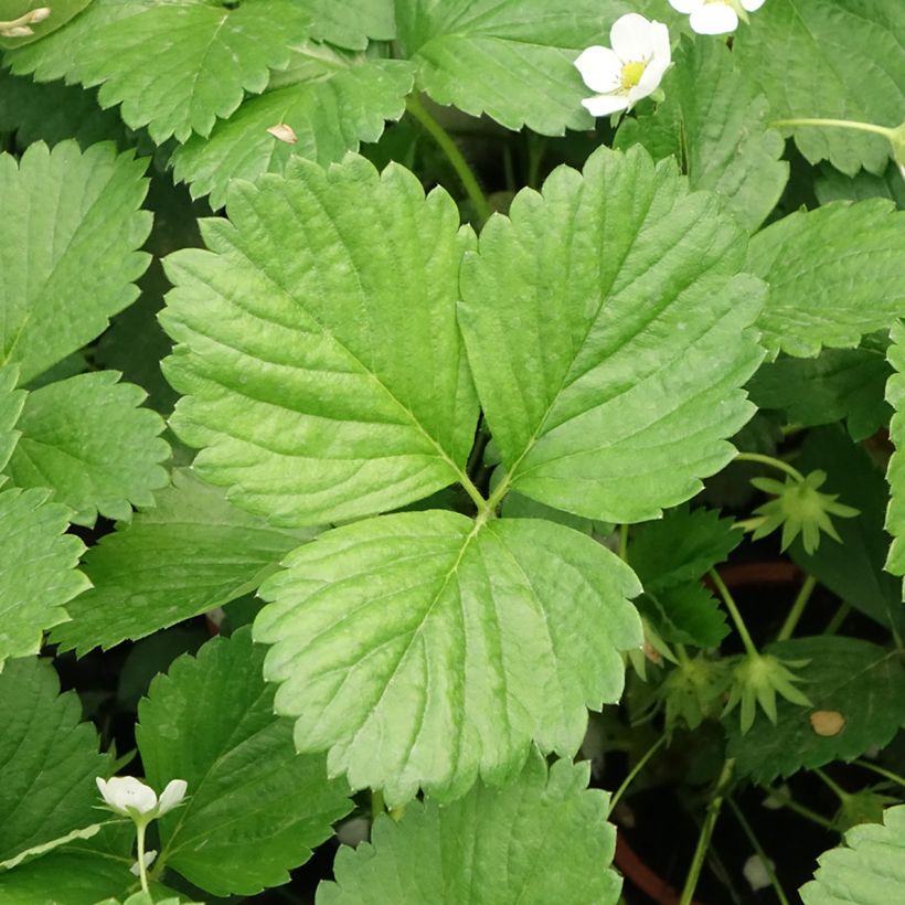 Morangueiro Mara des Bois remontante (Folhagem)
