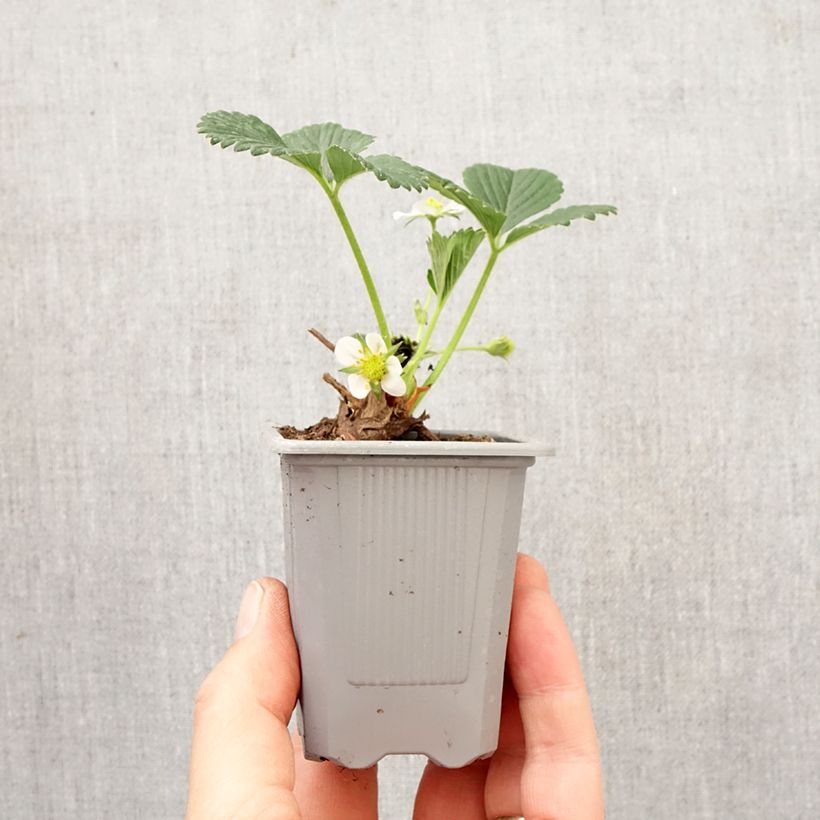 Amostra de Morangueiro Mara des Bois remontante Torrão de 4 cm x 4,5 cm tal como entregue na primavera