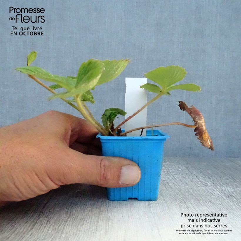 Amostra de Morangueiro Mariguette remontante plantas jovens Vaso de 7/8 cm tal como entregue no outono