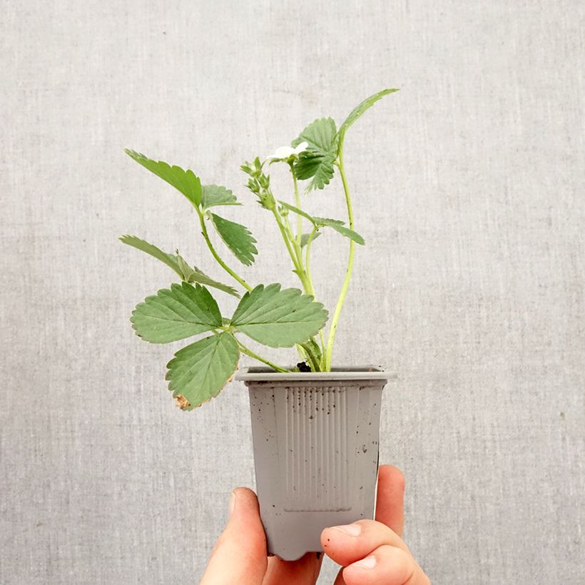 Amostra de Morangueiro Mariguette remontante plantas jovens Torrão de 4 cm x 4,5 cm tal como entregue na primavera