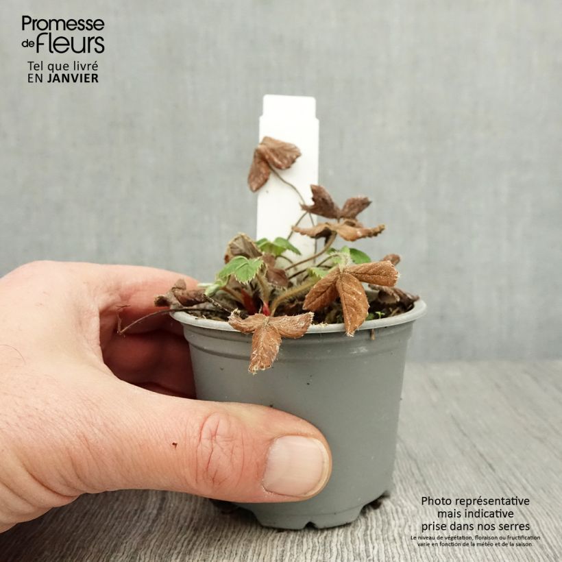 Amostra de Fraisier Ostara (remontant) Vaso de 7/8 cm tal como entregue no inverno