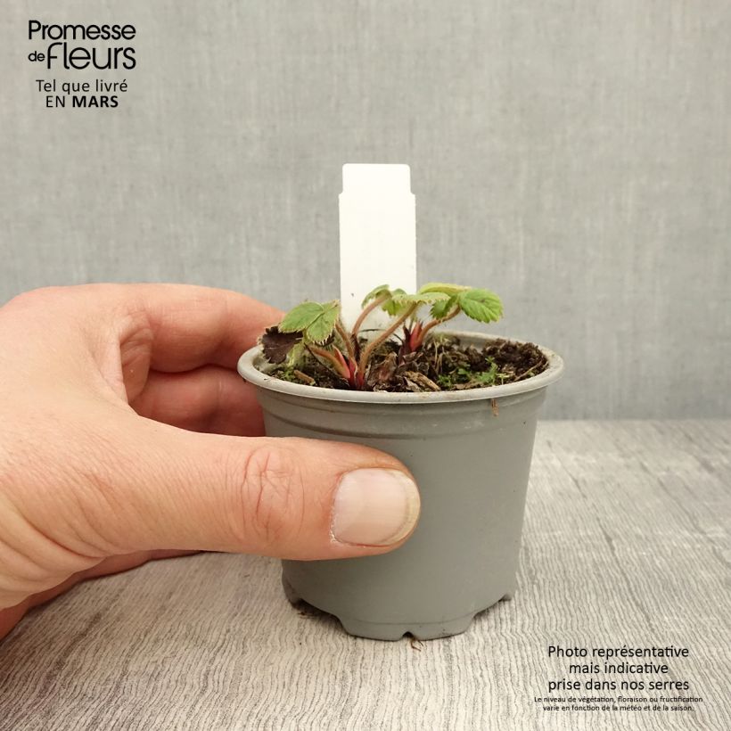 Amostra de Morangueiro Ostara remontante Vaso de 7/8 cm tal como entregue na primavera