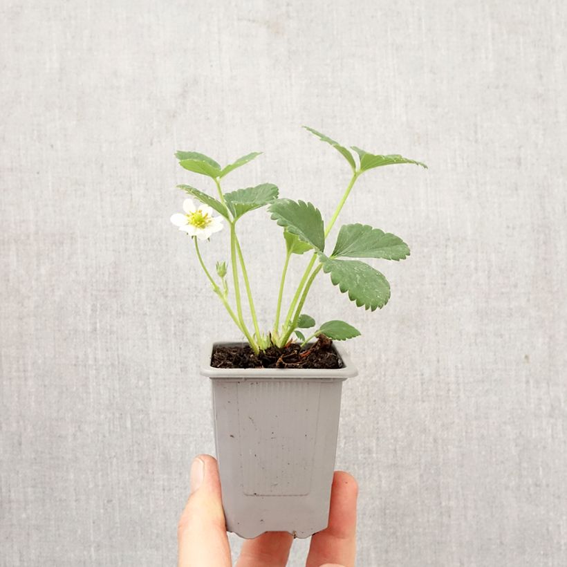 Amostra de Morangueiro Ostara remontante Torrão de 4 cm x 4,5 cm tal como entregue na primavera