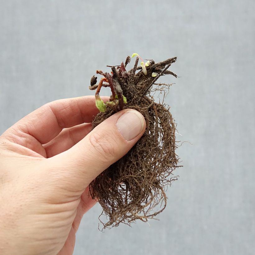 Amostra de Fraisier Ostara (remontant) Raízes nuas tal como entregue no inverno