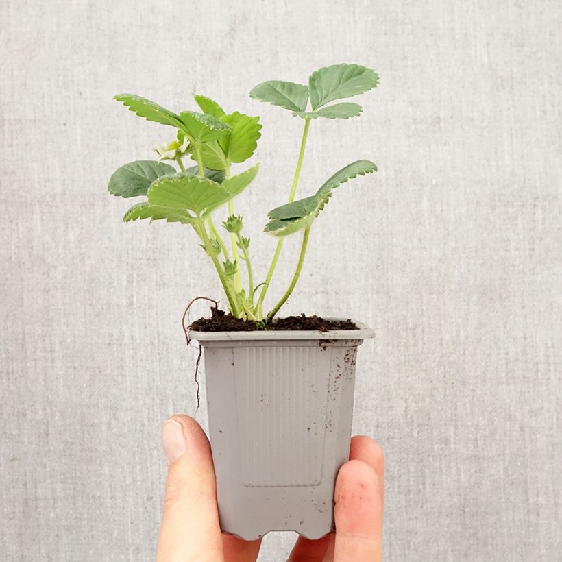 Amostra de Morangueiro Rabunda remontante Torrão de 4 cm x 4,5 cm tal como entregue na primavera
