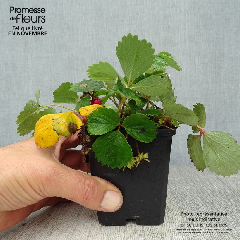 Amostra de Fragaria Pink Panda Vaso de 8/9 cm tal como entregue no outono
