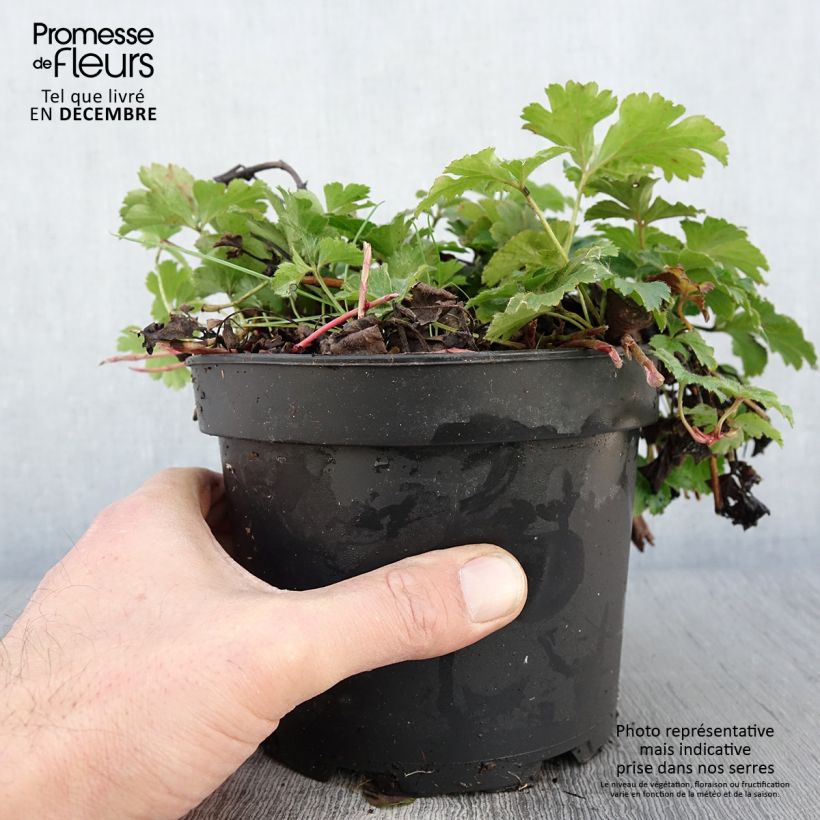 Amostra de Waldsteinia ternata Vaso de 2 L/3 L tal como entregue no outono