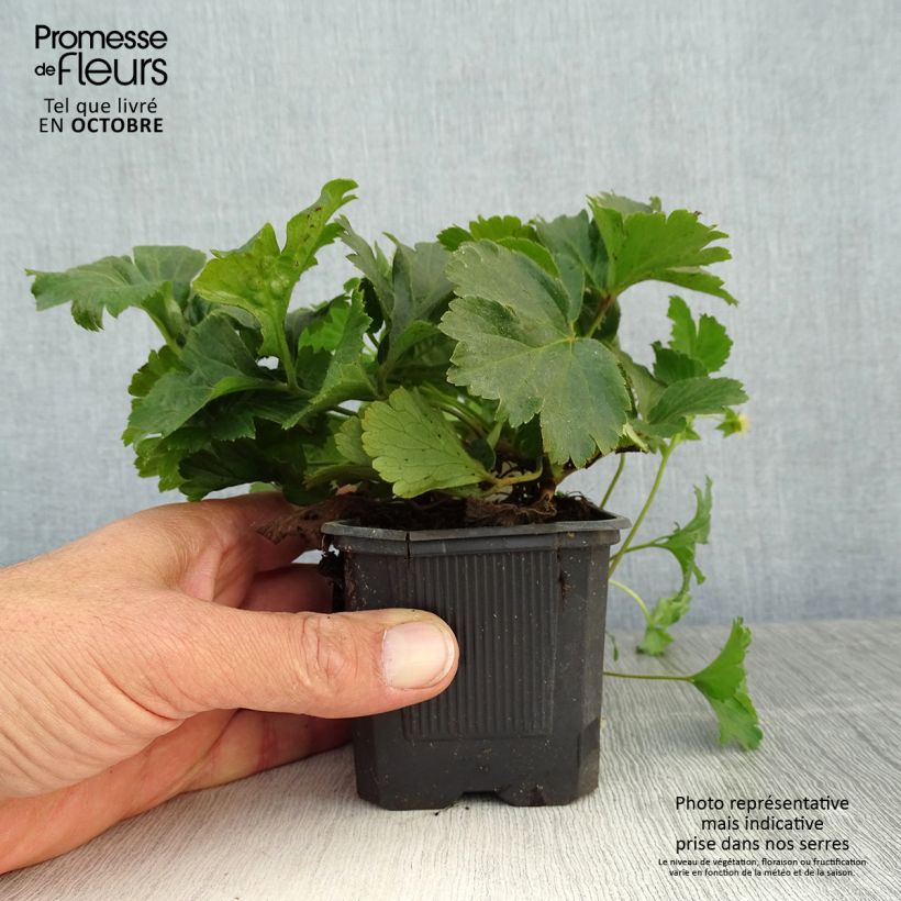 Amostra de Waldsteinia ternata Vaso de 8/9 cm tal como entregue no outono
