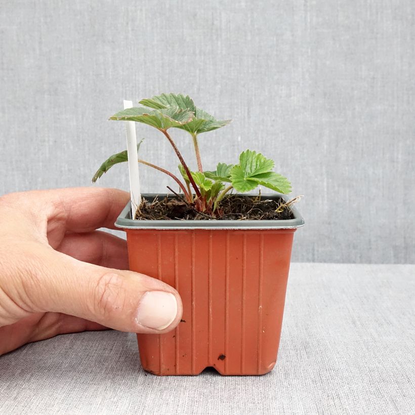 Amostra de Fraisier Strawberry Ice (remontant) à fleurs roses Godet de 8/9 cm tal como entregue na primavera