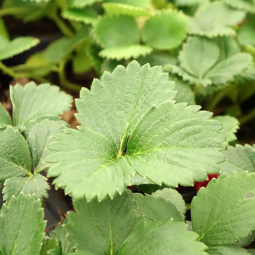 Morango Temptation - Morango silvestre de fruto grande (Folhagem)