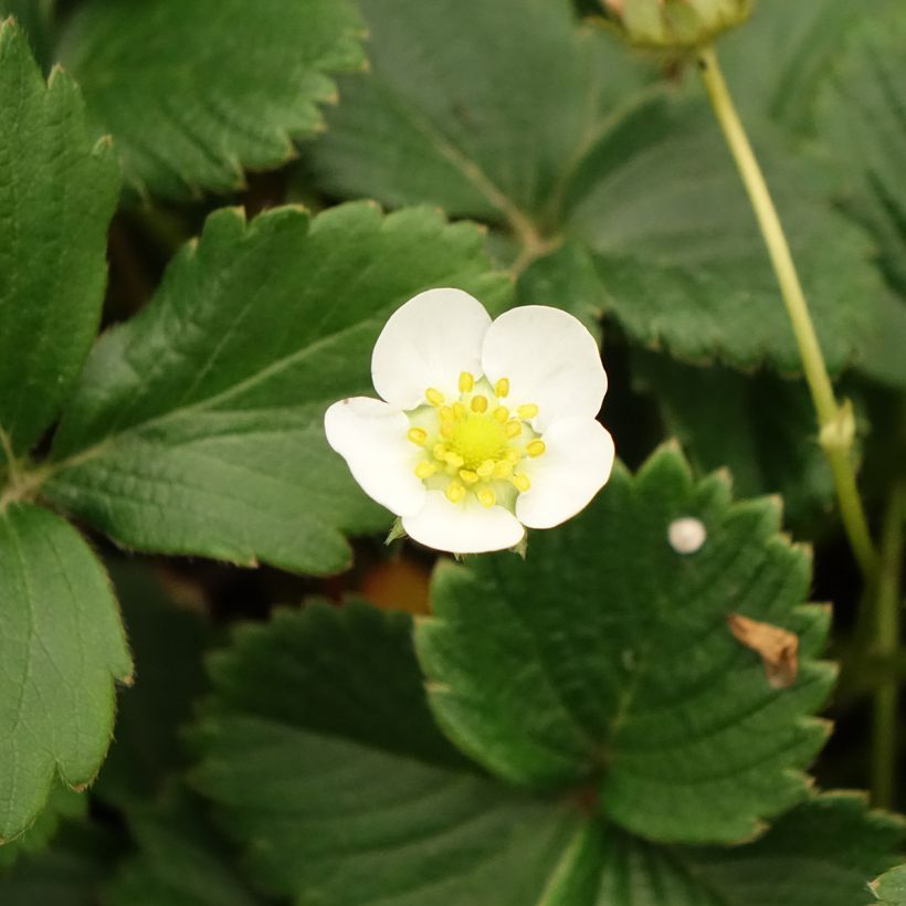 Morango Temptation - Morango silvestre de fruto grande (Floração)