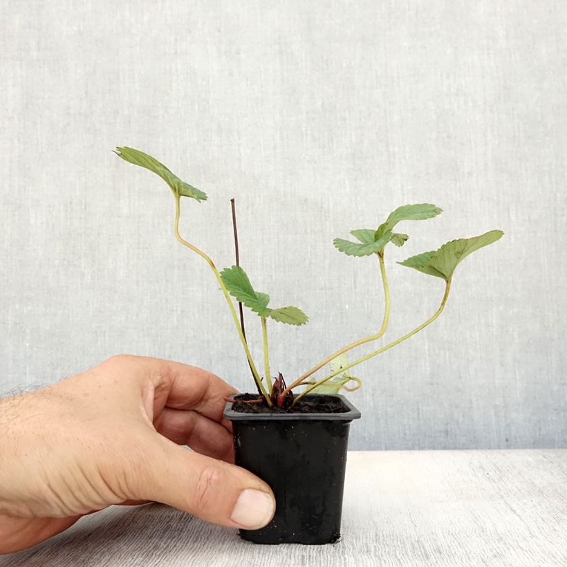 Amostra de Morangueiro White Pineberry Vaso de 8/9 cm tal como entregue no outono