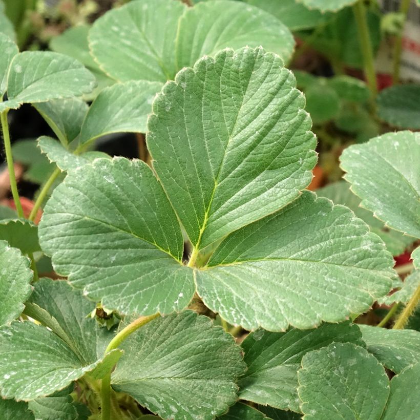 Morangueiro White Pineberry (Folhagem)
