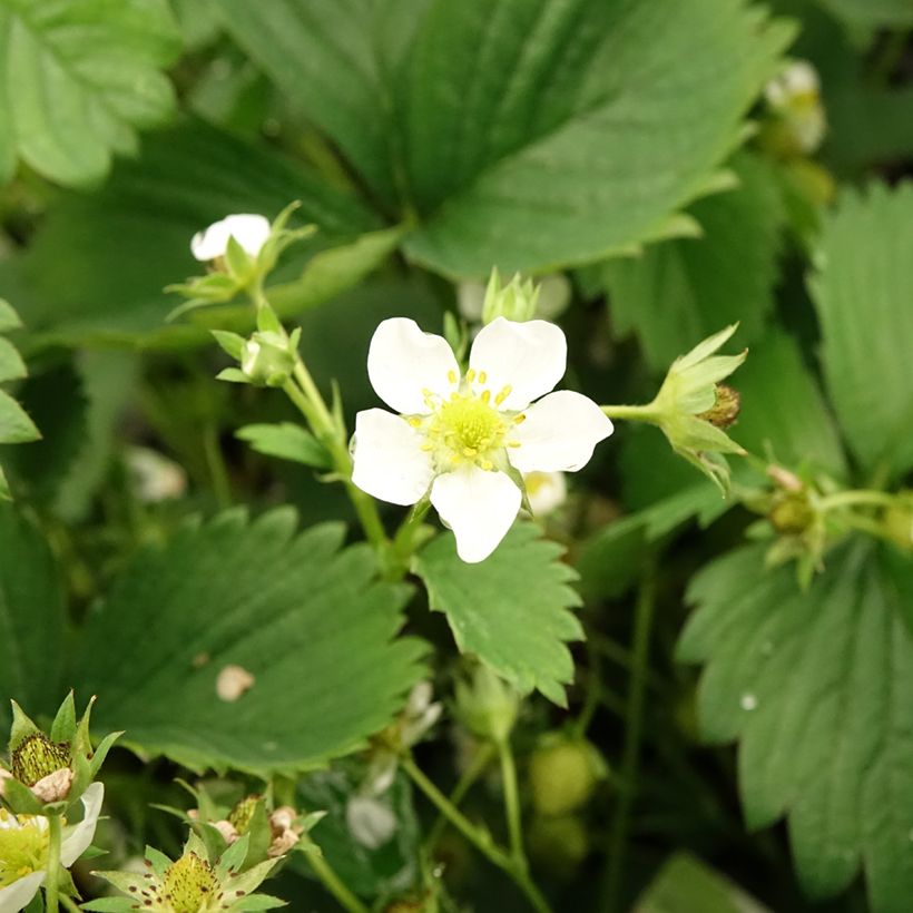 Morangueiro White Pineberry (Floração)