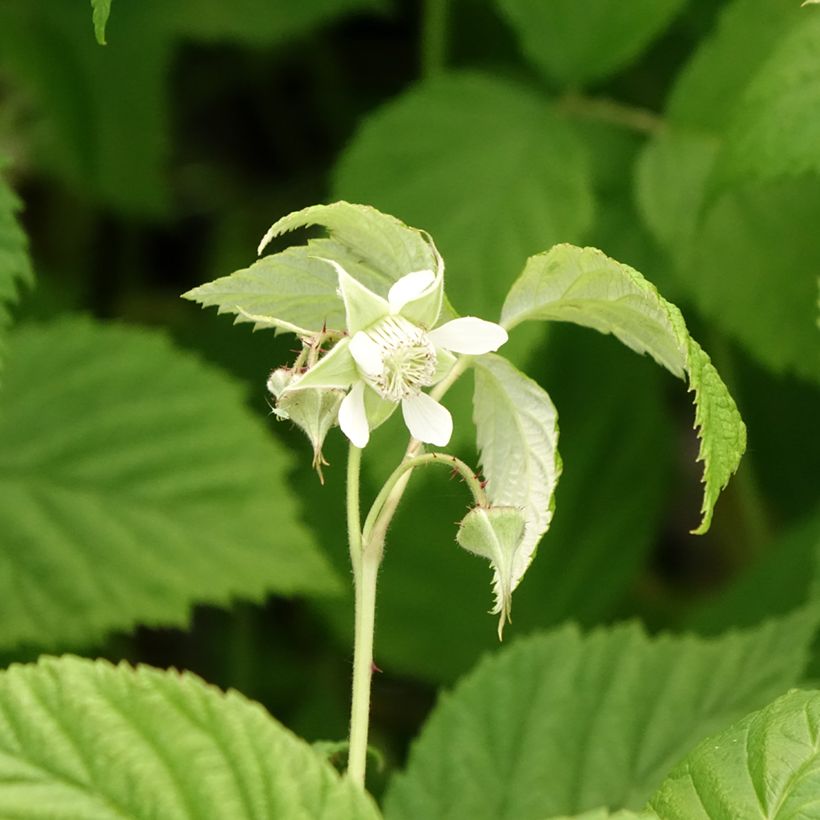 Framboeseiro Autumn First remontante - Rubus idaeus (Floração)