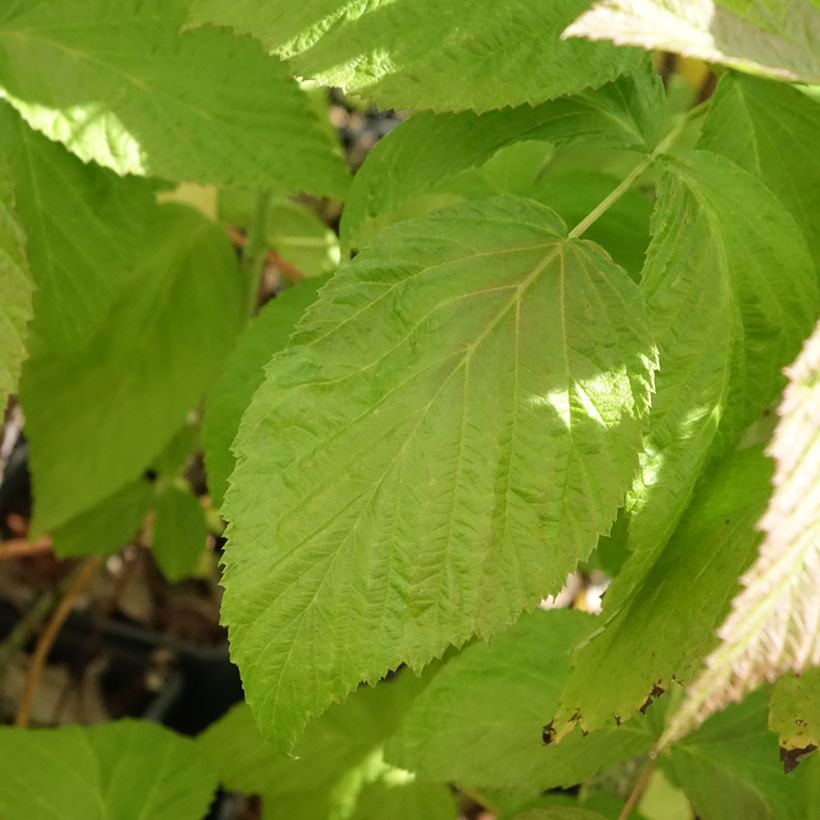 Framboeseiro Autumn Passion® remontante - Rubus idaeus (Folhagem)