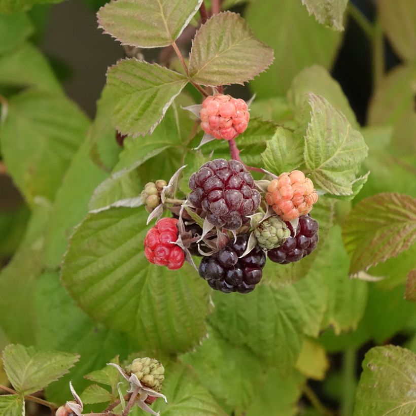 Framboeseiro Autumn Passion® remontante - Rubus idaeus (Colheita)