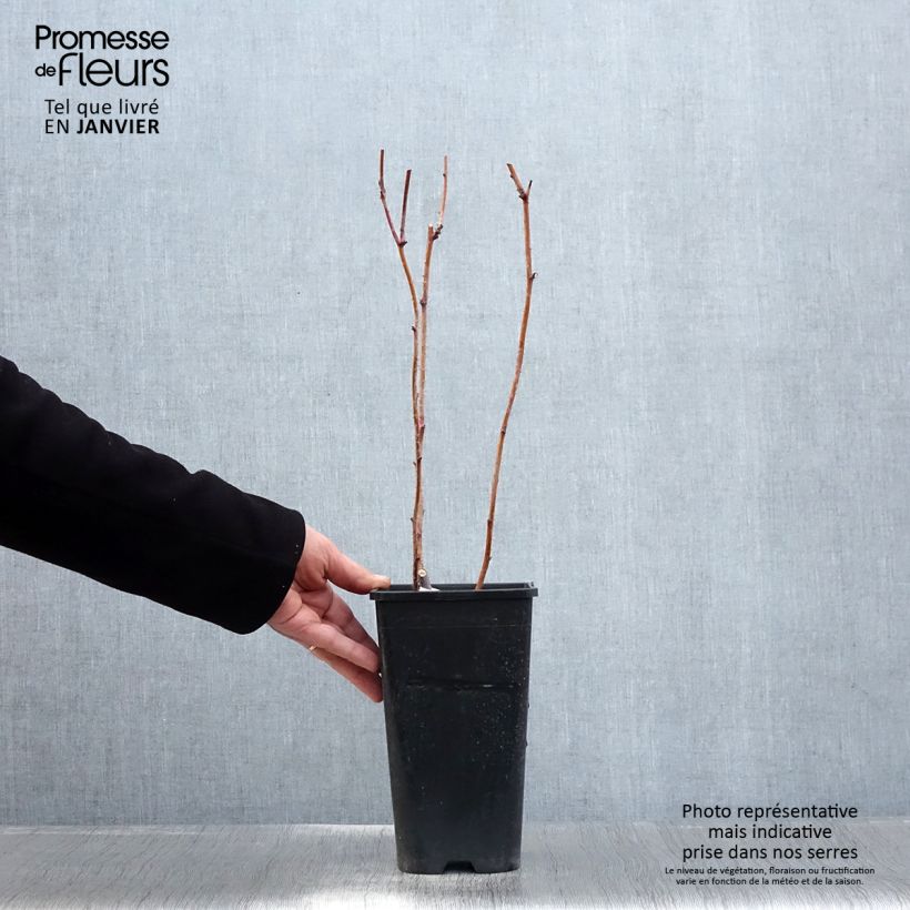 Amostra de Framboisier Autumn Passion ® (remontant) - Rubus idaeus Pot de 2L/3L, Touffe tal como entregue no inverno