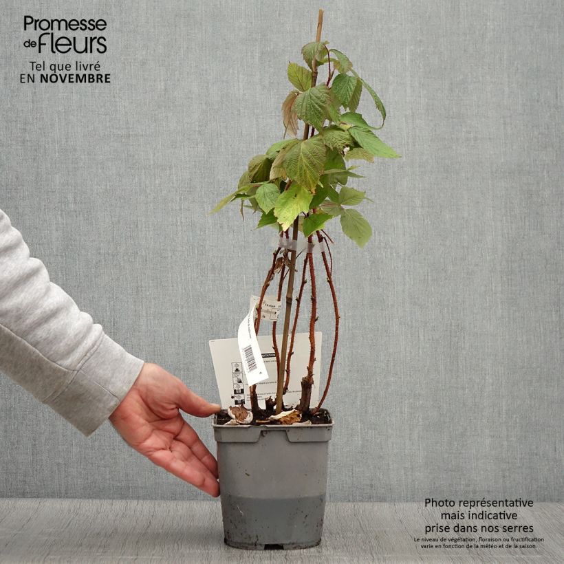Amostra de Framboisier Belle de Malicorne - Georges Delbard Pot de 2L/3L, Touffe tal como entregue no outono
