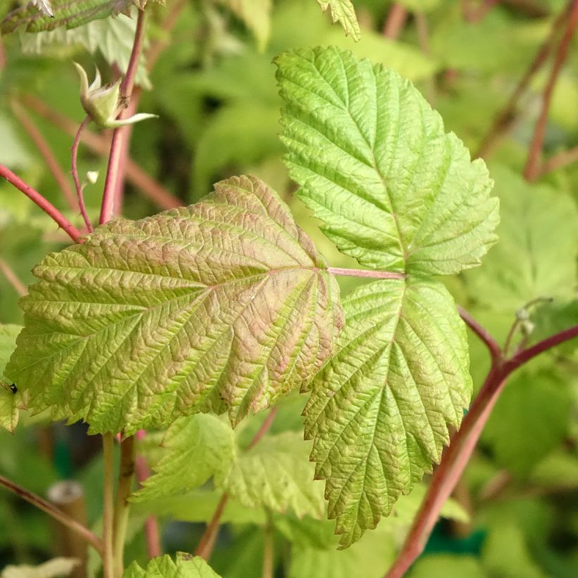 Framboeseiro Belle de Malicorne® Georges Delbard - Rubus idaeus (Folhagem)