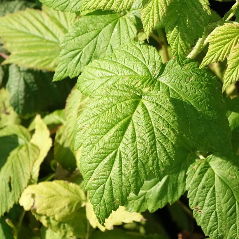 Framboeseiro Blissy / Autumn Bliss (remontante) Bio - Rubus idaeus (Folhagem)