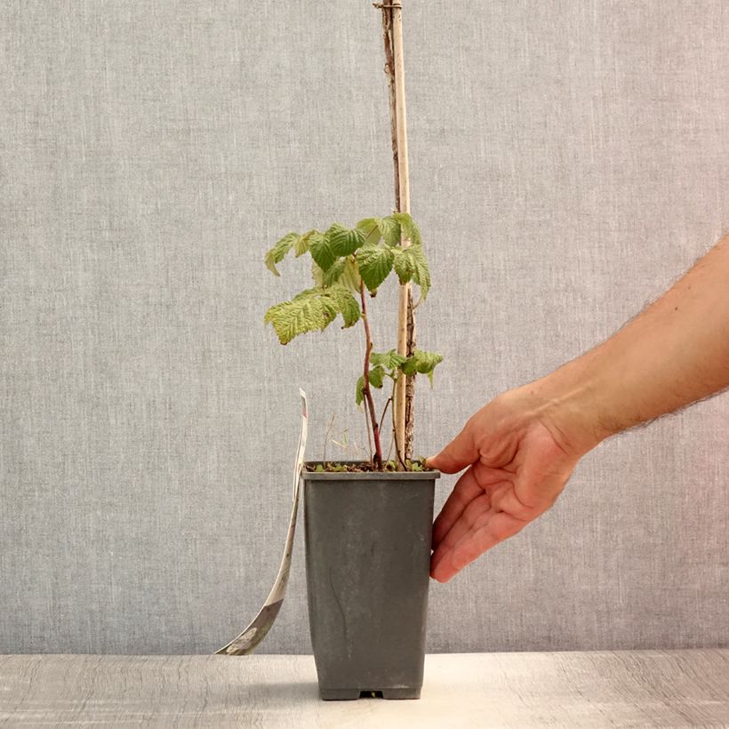 Amostra de Framboeseiro remontante Blissy / Autumn Bliss - Rubus idaeus Vaso de 1,5 L/2 L, Tufo tal como entregue no verão
