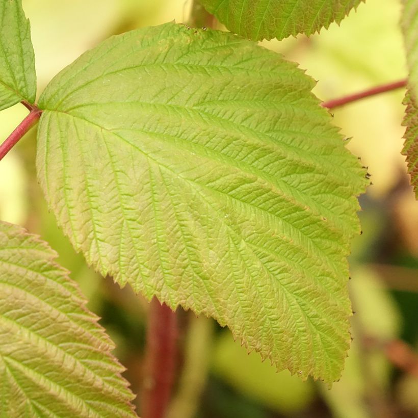 Framboeseiro remontante Blissy / Autumn Bliss - Rubus idaeus (Folhagem)