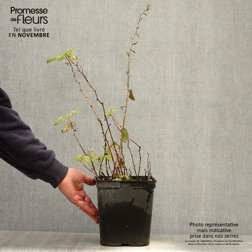 Amostra de Framboeseiro remontante Blissy / Autumn Bliss - Rubus idaeus Vaso de 3 L/4 L tal como entregue no outono