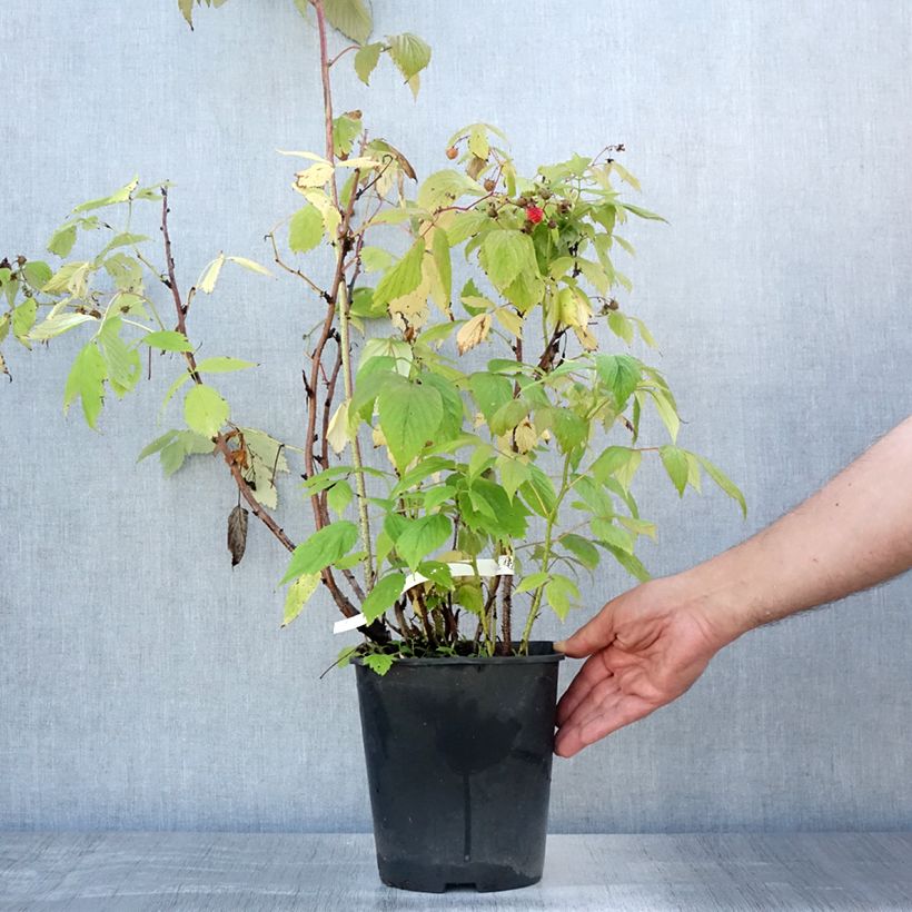 Amostra de Framboeseiro remontante Blissy / Autumn Bliss - Rubus idaeus Vaso de 3 L/4 L tal como entregue no verão