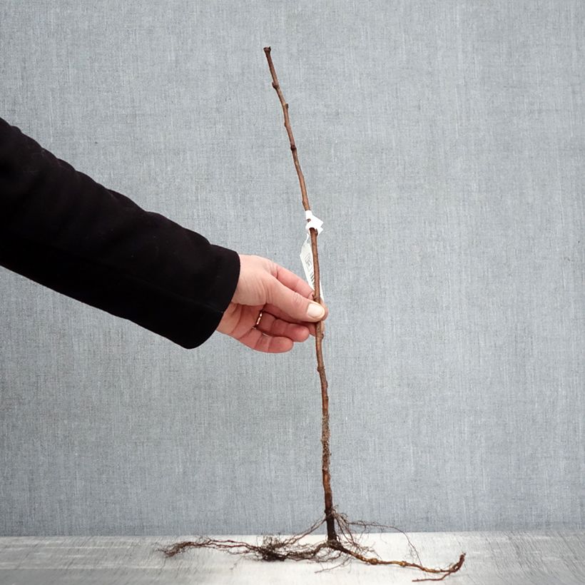 Amostra de Framboisier remontant Blissy ou Autumn Bliss - Rubus ideaus Raízes nuas, Arbusto tal como entregue no inverno