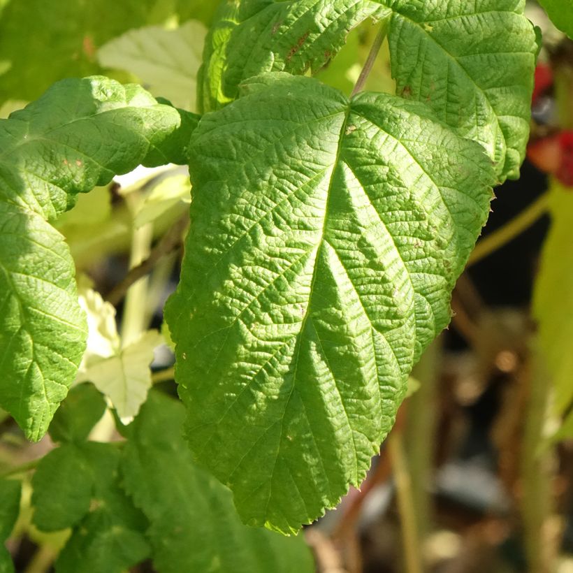 Framboeseiro Bohème remontante Bio - Rubus idaeus (Folhagem)