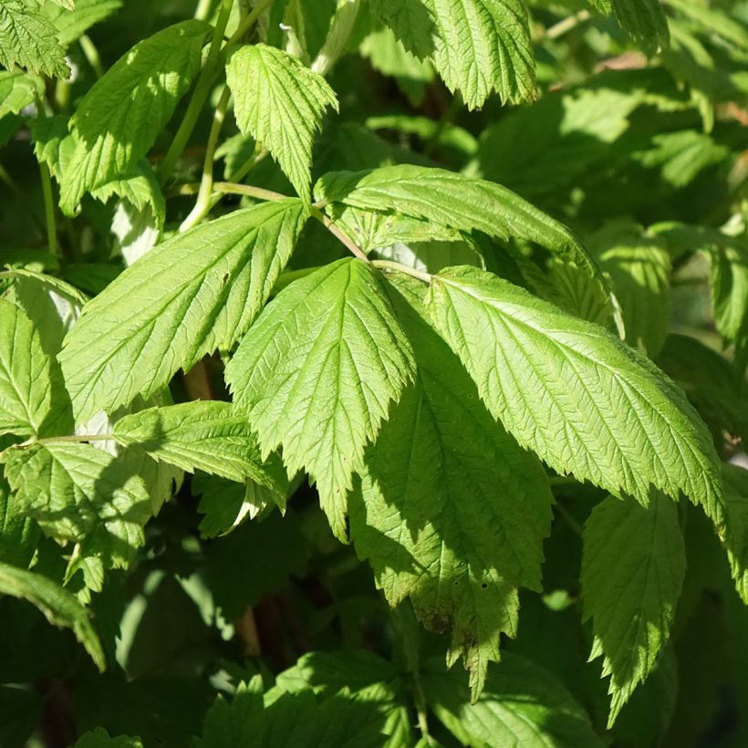 Framboeseiro Carmen Love remontante - Rubus idaeus (Folhagem)