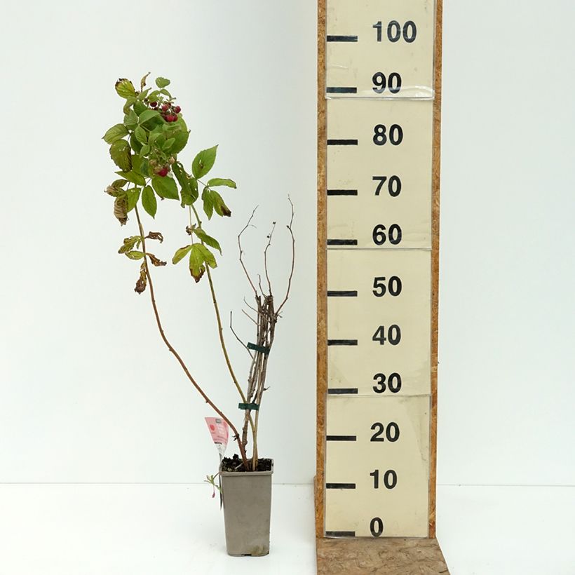 Amostra de Framboeseiro Carmen Love remontante - Rubus idaeus Vaso de 1,5 L/2 L, Tufo tal como entregue no verão